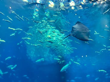 アクアワールド茨城県大洗水族館に投稿された画像（2024/9/15）