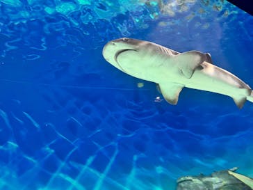 アクアワールド茨城県大洗水族館に投稿された画像（2024/9/15）