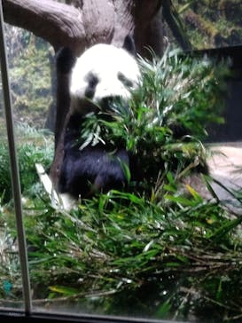 恩賜上野動物園に投稿された画像（2024/9/15）