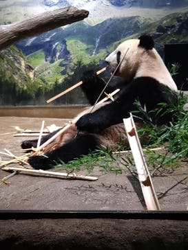 恩賜上野動物園に投稿された画像（2024/9/15）