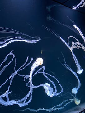 サンシャイン水族館に投稿された画像（2024/9/15）