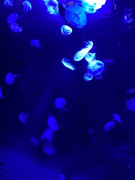 サンシャイン水族館に投稿された画像（2024/9/15）