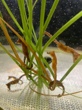 仙台うみの杜水族館に投稿された画像（2024/9/15）