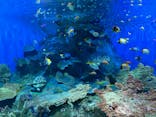 しながわ水族館に投稿された画像（2024/9/15）
