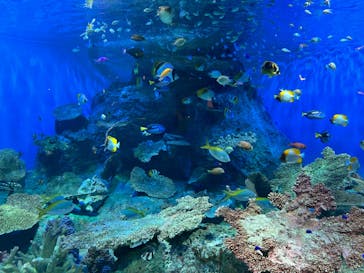 しながわ水族館に投稿された画像（2024/9/15）