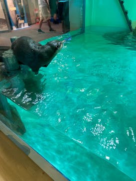 しながわ水族館に投稿された画像（2024/9/15）