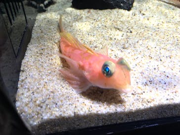 サンシャイン水族館に投稿された画像（2024/9/15）