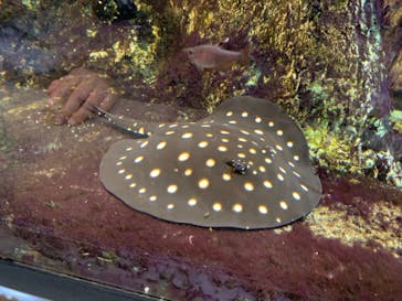 サンシャイン水族館に投稿された画像（2024/9/15）