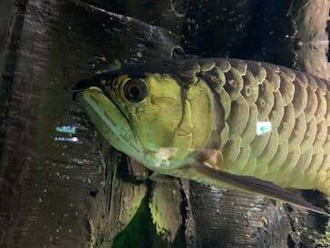 サンシャイン水族館に投稿された画像（2024/9/15）