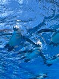 サンシャイン水族館に投稿された画像（2024/9/15）