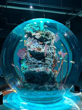 AQUARIUM × ART　atoa×felissimo chocolate museum（フェリシモ チョコレート ミュージアム）に投稿された画像（2024/9/15）