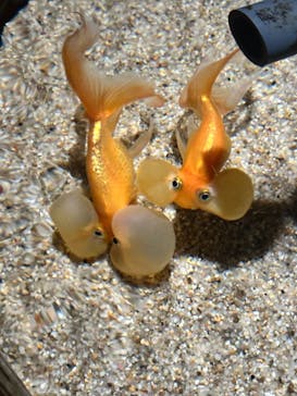 AQUARIUM × ART　atoa×felissimo chocolate museum（フェリシモ チョコレート ミュージアム）に投稿された画像（2024/9/15）