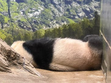 恩賜上野動物園に投稿された画像（2024/9/15）