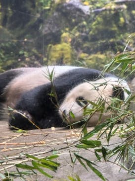 恩賜上野動物園に投稿された画像（2024/9/15）