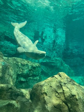 名古屋港水族館に投稿された画像（2024/9/15）