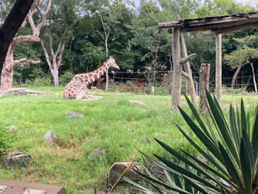 天王寺動物園に投稿された画像（2024/9/15）