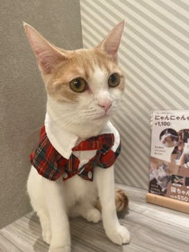 猫カフェモカ　イオンモール高崎店に投稿された画像（2024/9/15）
