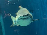 アクアワールド茨城県大洗水族館に投稿された画像（2024/9/15）