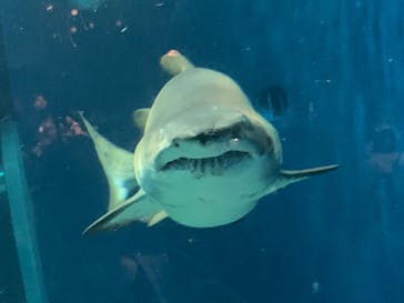 アクアワールド茨城県大洗水族館に投稿された画像（2024/9/15）