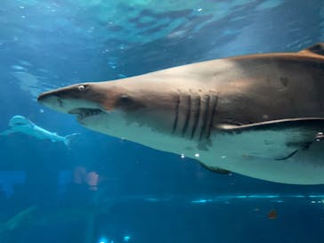 アクアワールド茨城県大洗水族館に投稿された画像（2024/9/15）