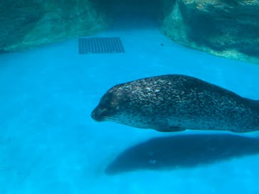 アクアワールド茨城県大洗水族館に投稿された画像（2024/9/15）
