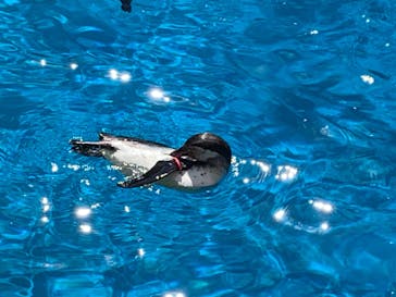 アクアワールド茨城県大洗水族館に投稿された画像（2024/9/15）