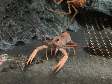 アクアワールド茨城県大洗水族館に投稿された画像（2024/9/15）