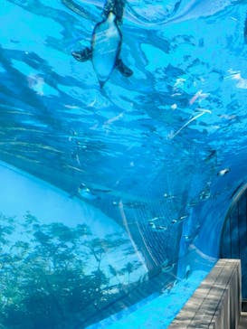 サンシャイン水族館に投稿された画像（2024/9/15）