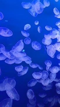 新江ノ島水族館に投稿された画像（2024/9/15）