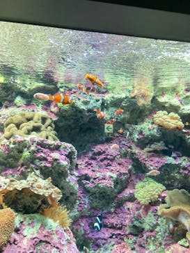 サンシャイン水族館に投稿された画像（2024/9/15）