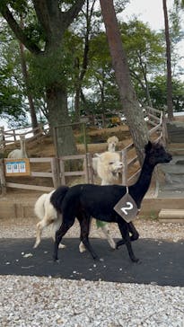 八ヶ岳アルパカ牧場に投稿された画像（2024/9/15）