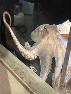 しながわ水族館に投稿された画像（2024/9/15）