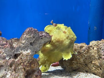 しながわ水族館に投稿された画像（2024/9/15）