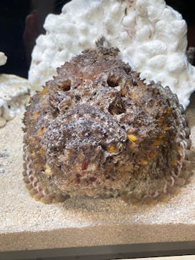 しながわ水族館に投稿された画像（2024/9/15）