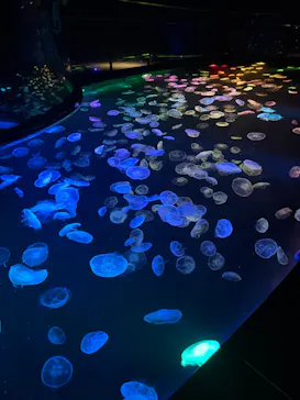 すみだ水族館に投稿された画像（2024/9/15）