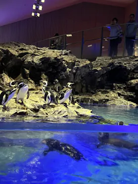 すみだ水族館に投稿された画像（2024/9/15）