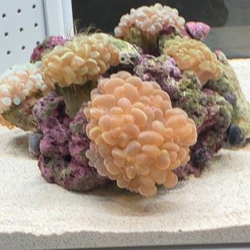 AOAO SAPPOROに投稿された画像（2024/9/15）