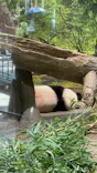 恩賜上野動物園に投稿された画像（2024/9/15）