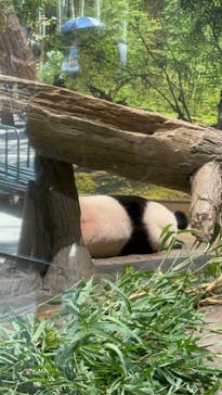 恩賜上野動物園に投稿された画像（2024/9/15）