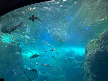 新江ノ島水族館に投稿された画像（2024/9/15）