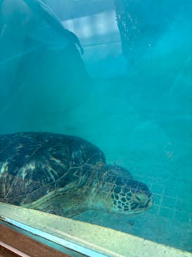 新江ノ島水族館に投稿された画像（2024/9/15）