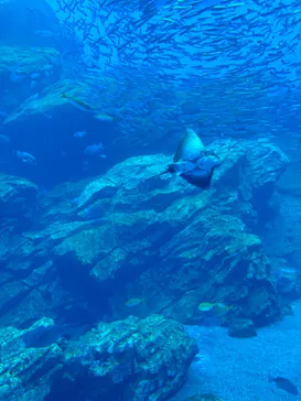 仙台うみの杜水族館に投稿された画像（2024/9/15）