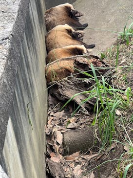 日立市かみね動物園に投稿された画像（2024/9/15）