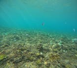 沖縄マリンサービス碧に投稿された画像（2024/9/15）