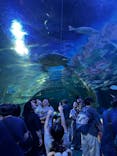 しながわ水族館に投稿された画像（2024/9/15）