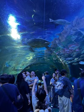 しながわ水族館に投稿された画像（2024/9/15）