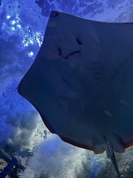 しながわ水族館に投稿された画像（2024/9/15）