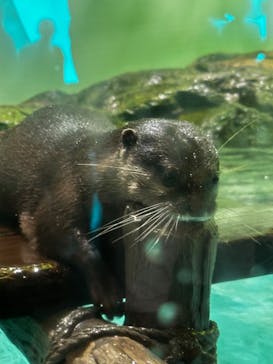 しながわ水族館に投稿された画像（2024/9/15）