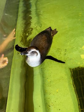 しながわ水族館に投稿された画像（2024/9/15）
