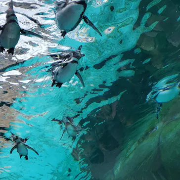 天王寺動物園に投稿された画像（2024/9/15）